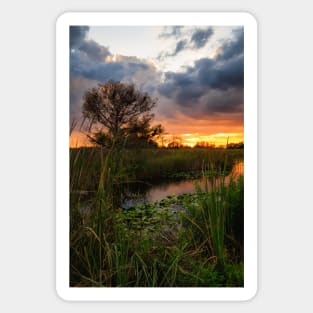 Florida Wetland at Sunset Sticker